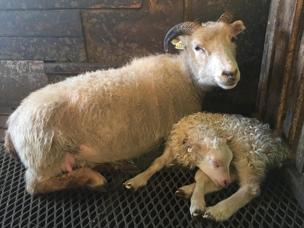 Oendolfsstathir Farm B&B Laugar  Zewnętrze zdjęcie