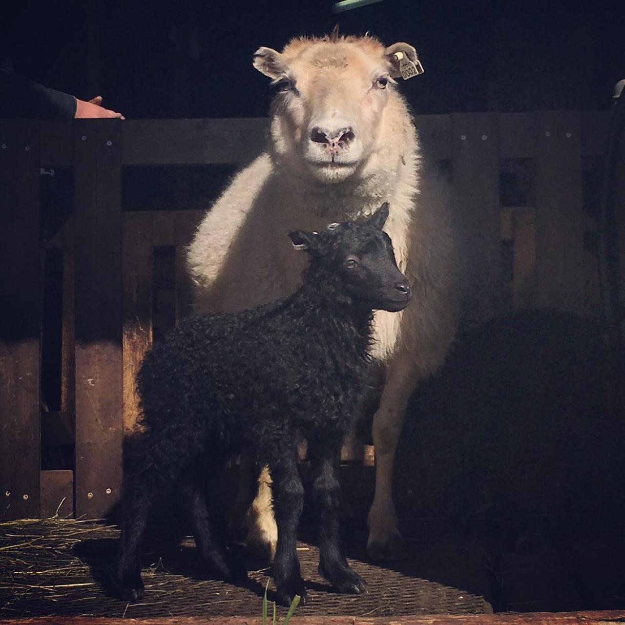 Oendolfsstathir Farm B&B Laugar  Zewnętrze zdjęcie